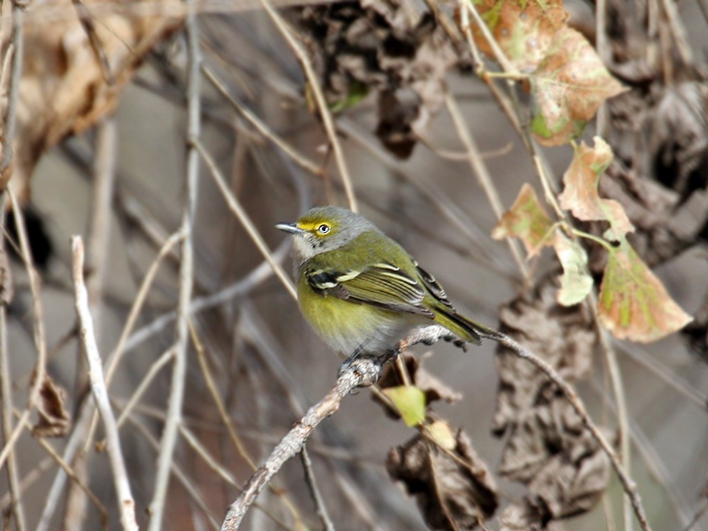 White-eyed Vireo - Dick Dionne