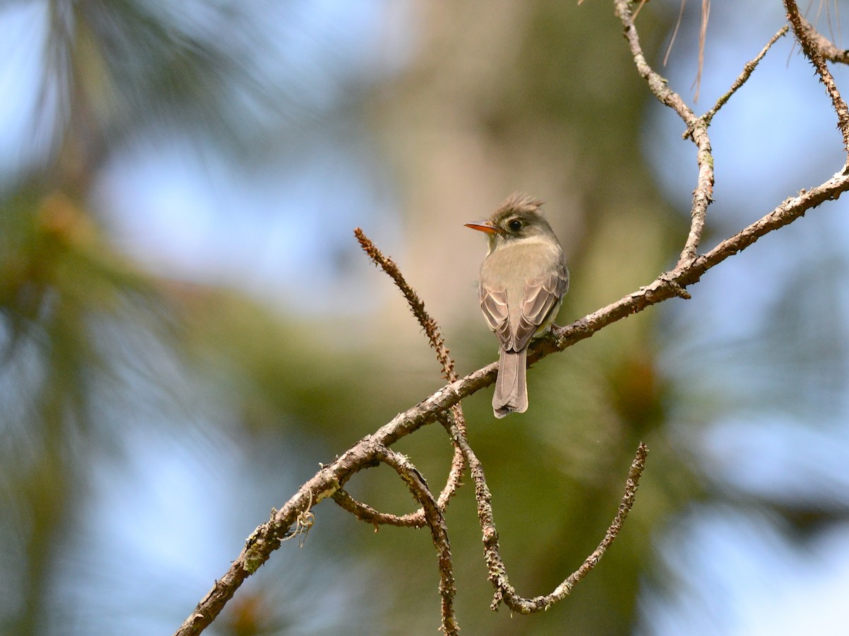 Greater Pewee - ML38913141
