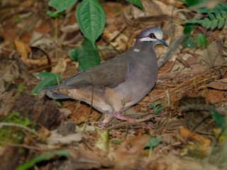  - Olive-backed Quail-Dove