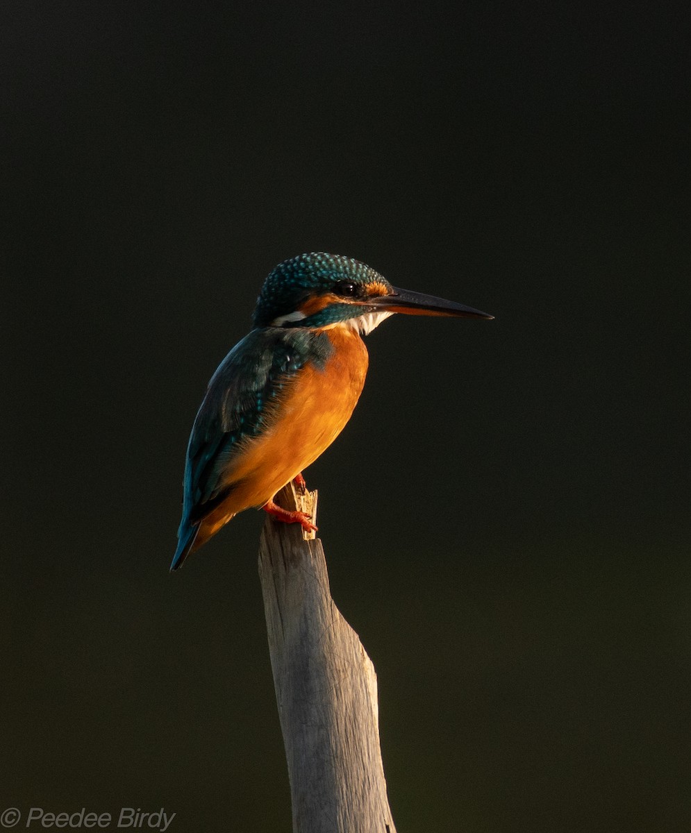 Common Kingfisher - ML389136611