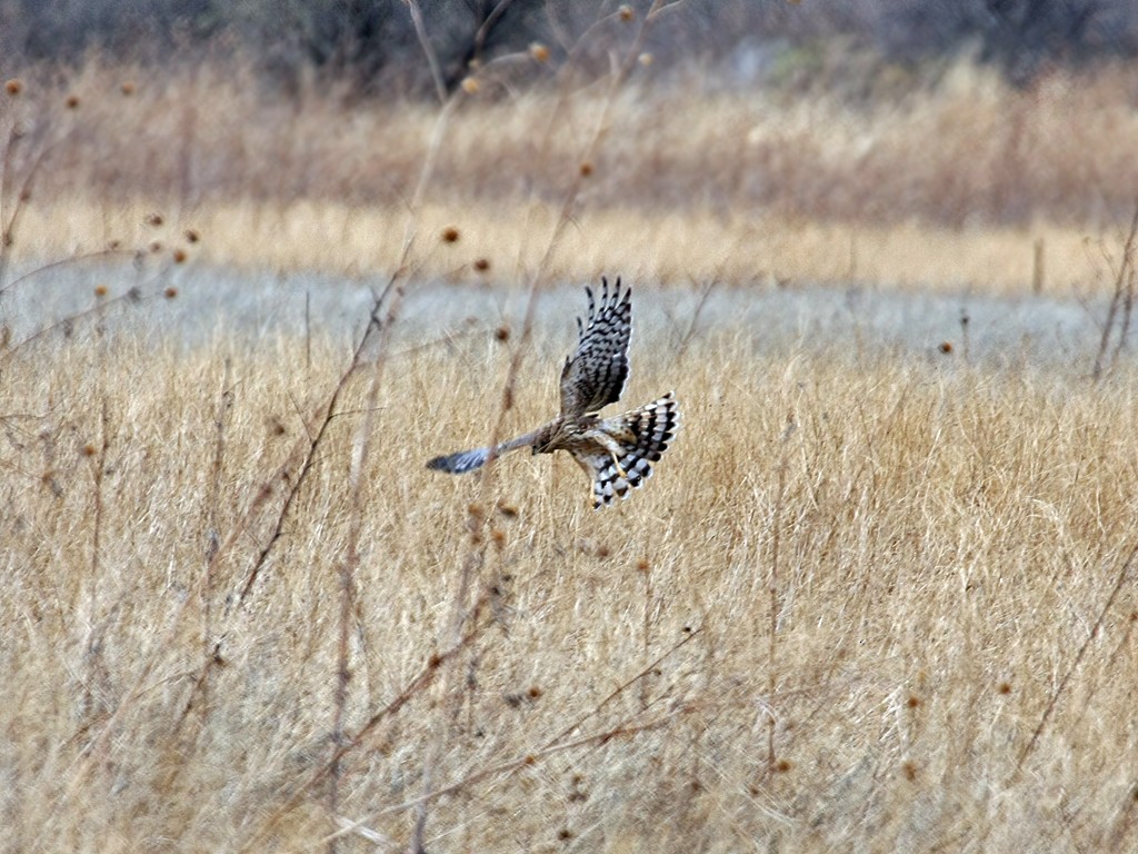 Northern Harrier - Dick Dionne
