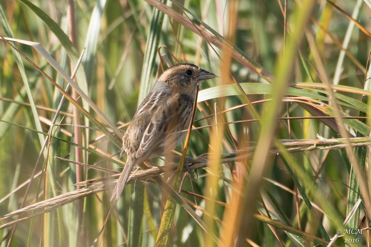 Nelson's/Saltmarsh Sparrow (Sharp-tailed Sparrow) - Mary Catherine Miguez