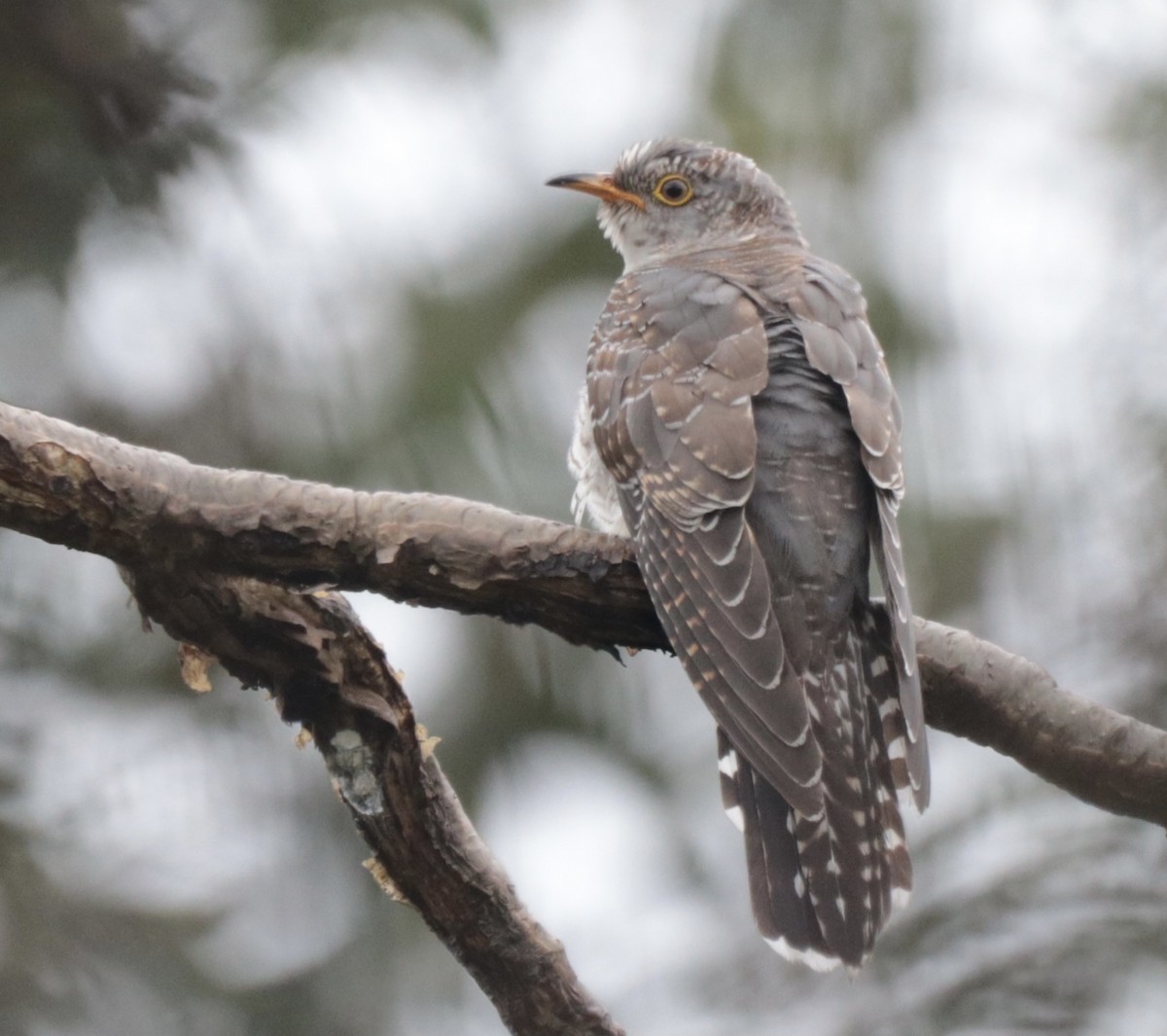 Common Cuckoo - Chandrashekar M