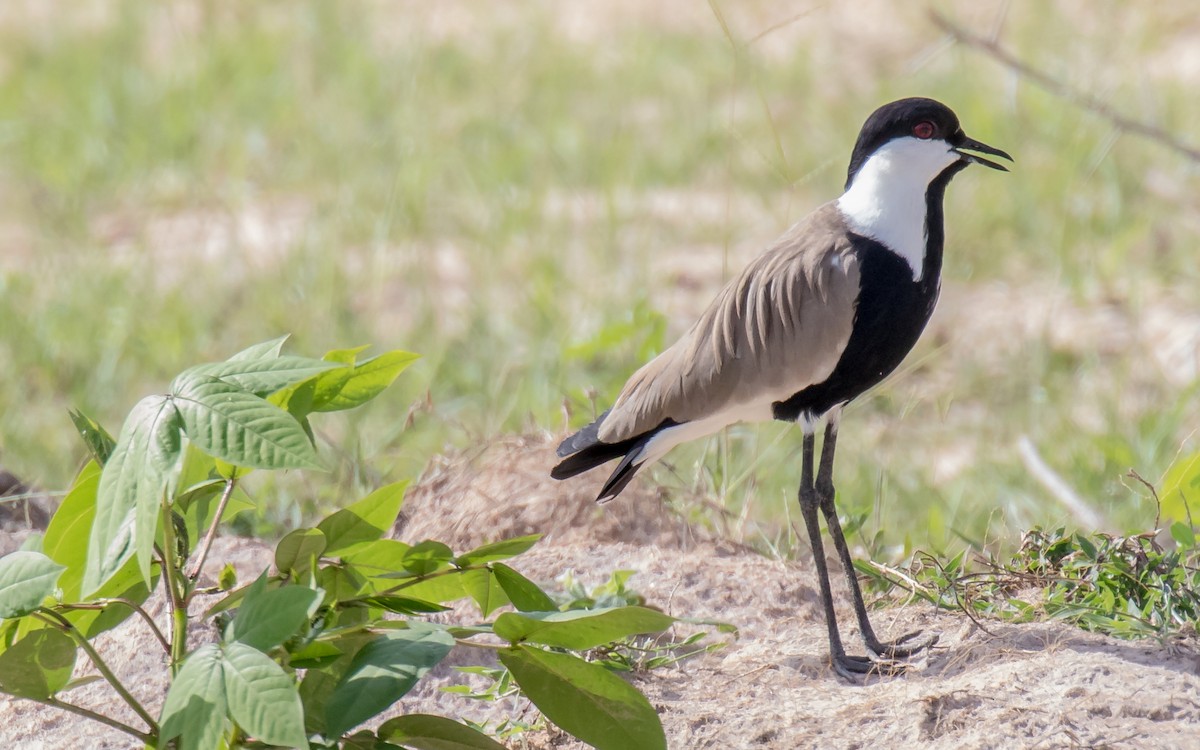 Spur-winged Lapwing - ML389149131