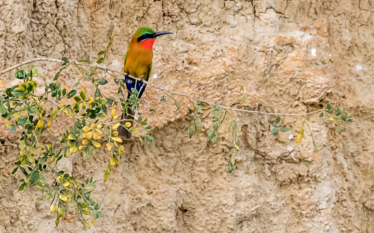 Red-throated Bee-eater - ML389150611