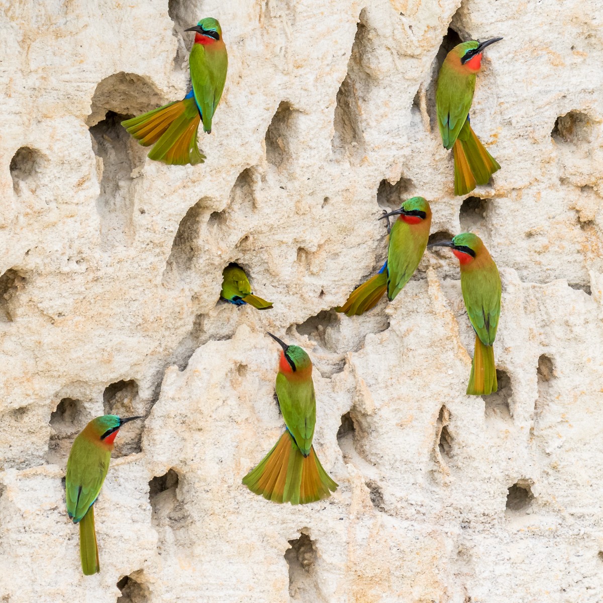 Red-throated Bee-eater - ML389150621