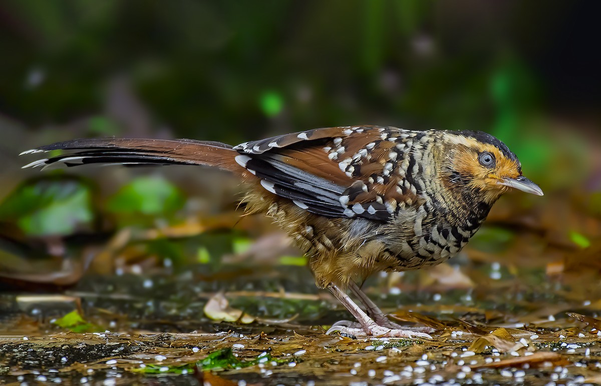 Spotted Laughingthrush - ML389150931