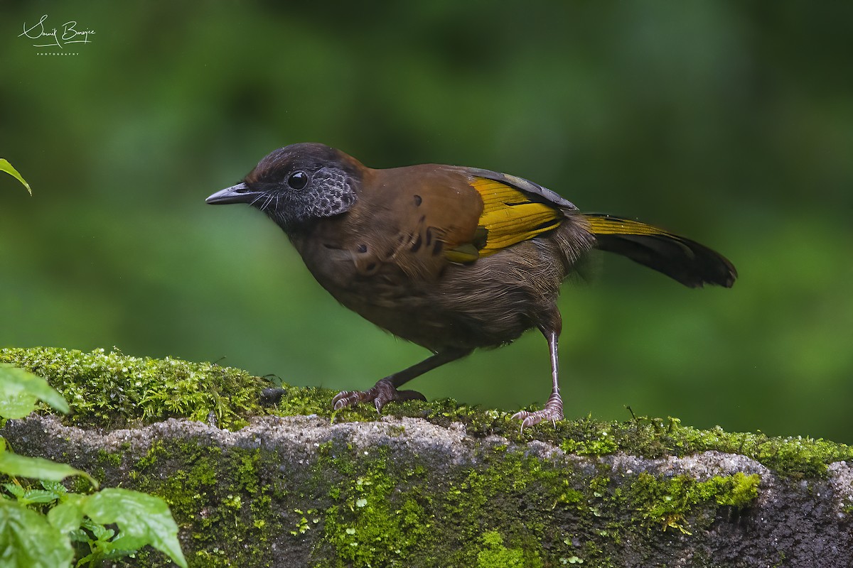Chestnut-crowned Laughingthrush - ML389150971