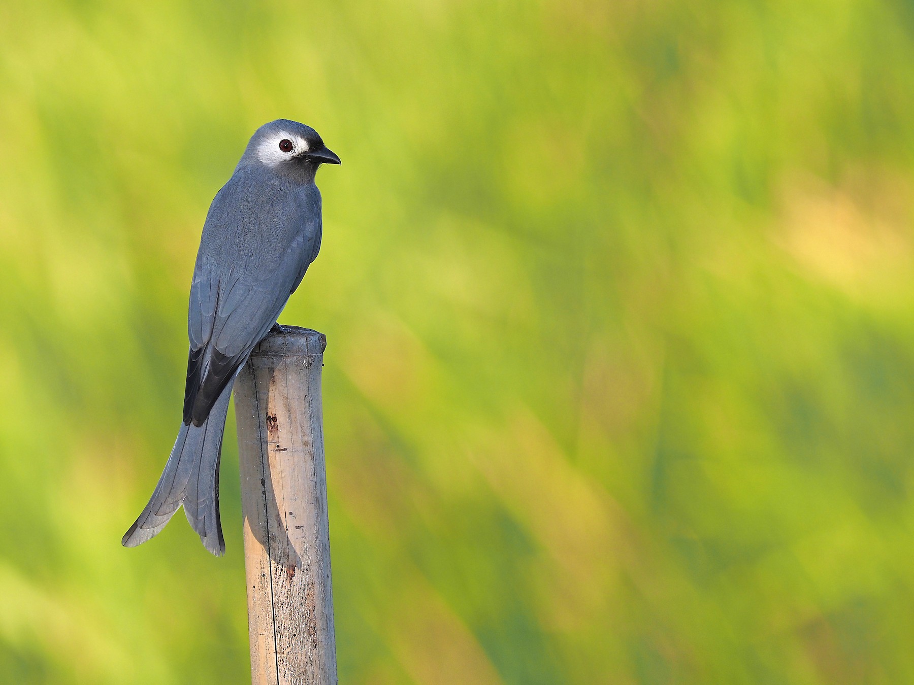 Ashy Drongo (Hainan/Whitecheeked/Whitelored) eBird