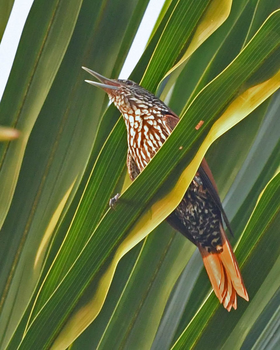 Point-tailed Palmcreeper - ML389161221