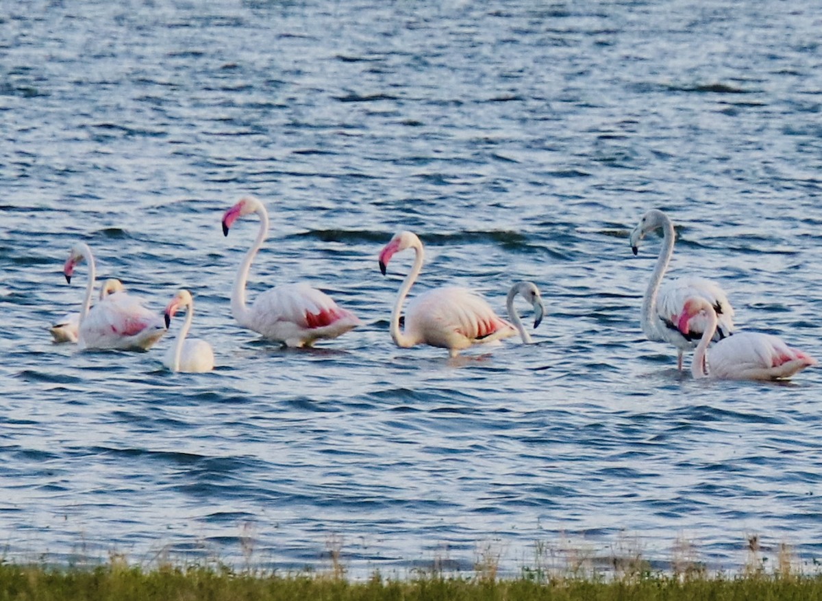 Greater Flamingo - Praveen Chavan