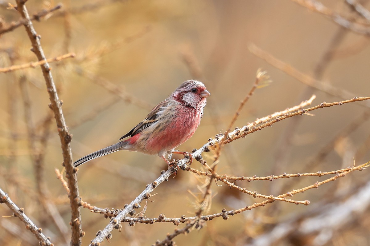 Long-tailed Rosefinch - (Ai)Tao Liu
