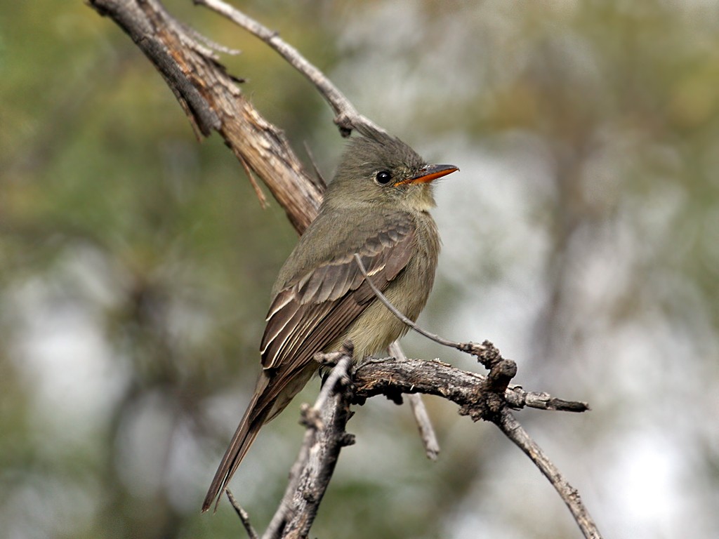 Greater Pewee - Dick Dionne