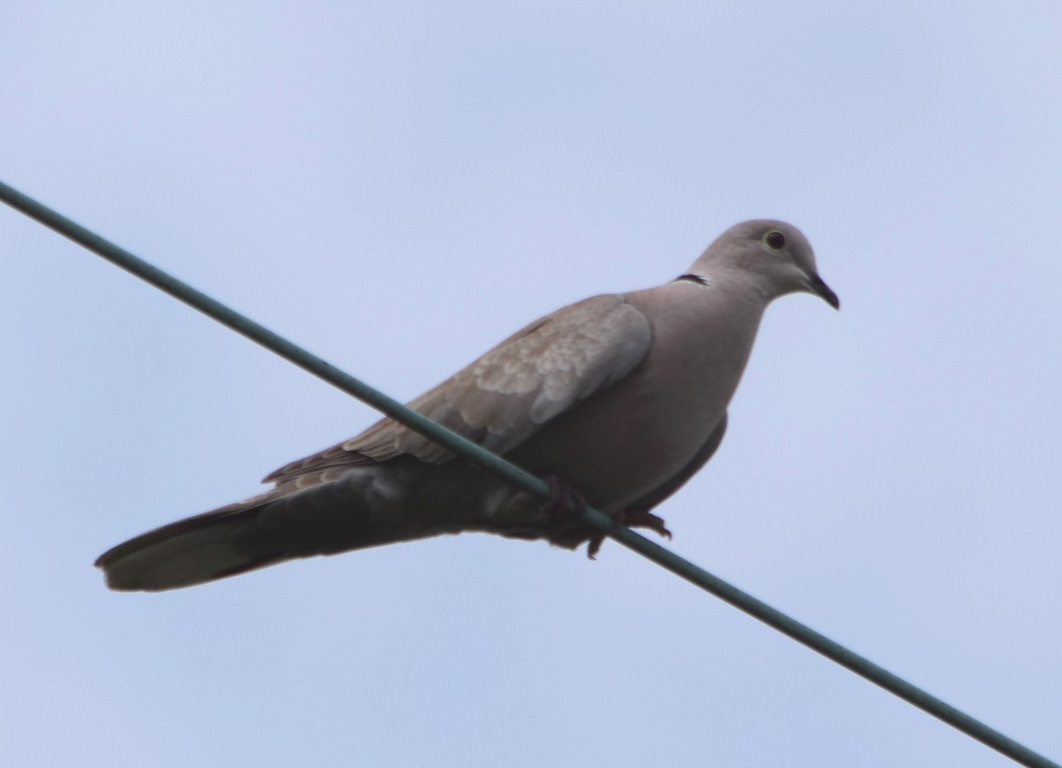 Eurasian Collared-Dove - ML38916621