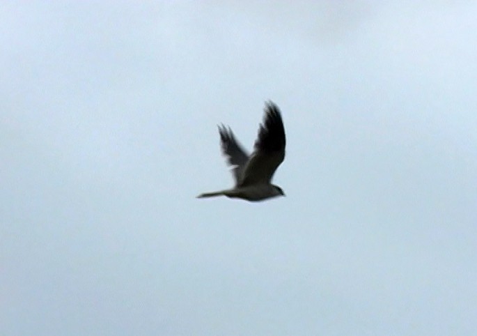 White-tailed Kite - ML389171751
