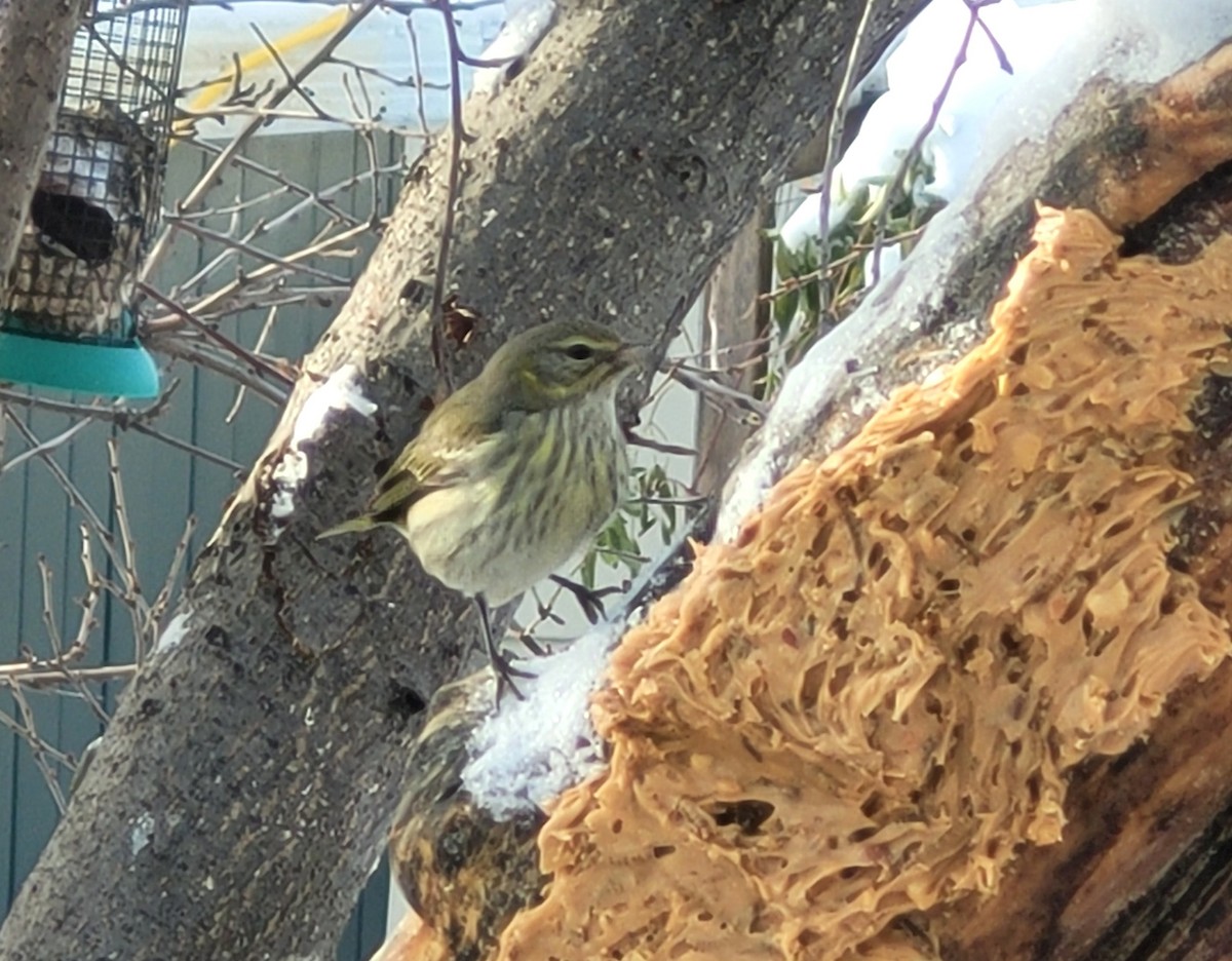 Cape May Warbler - ML389181471