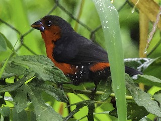 Weibchen (Red-rumped) - Bernard Guevorts - ML389182741