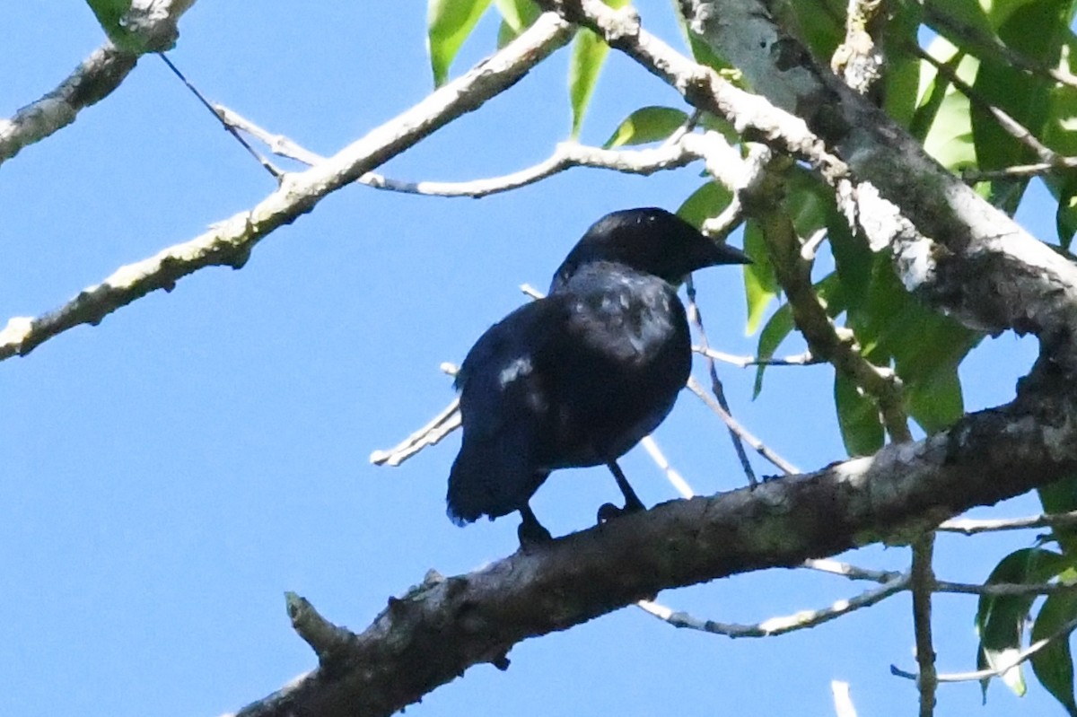 Brown-winged Starling - ML38918281