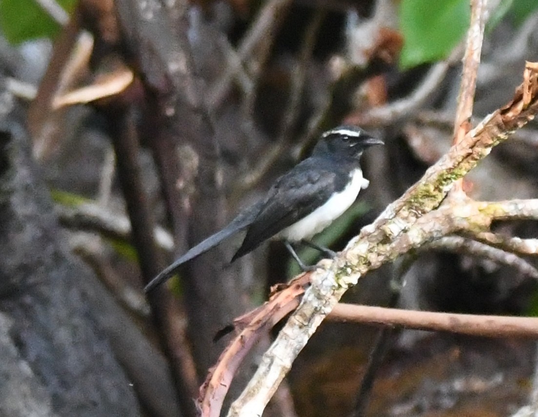 Willie-wagtail - Cathryn Dippo