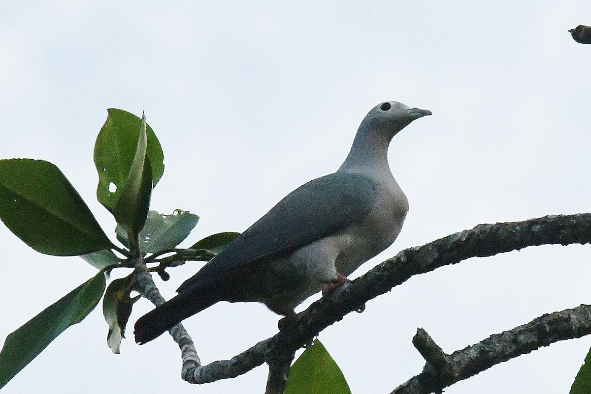 Island Imperial-Pigeon - ML38918711