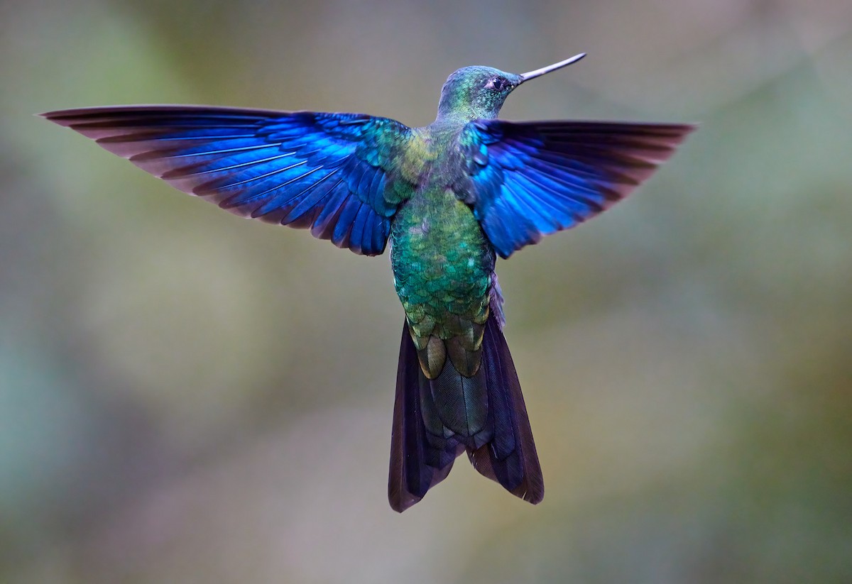 kolibřík modrokřídlý - ML389188411