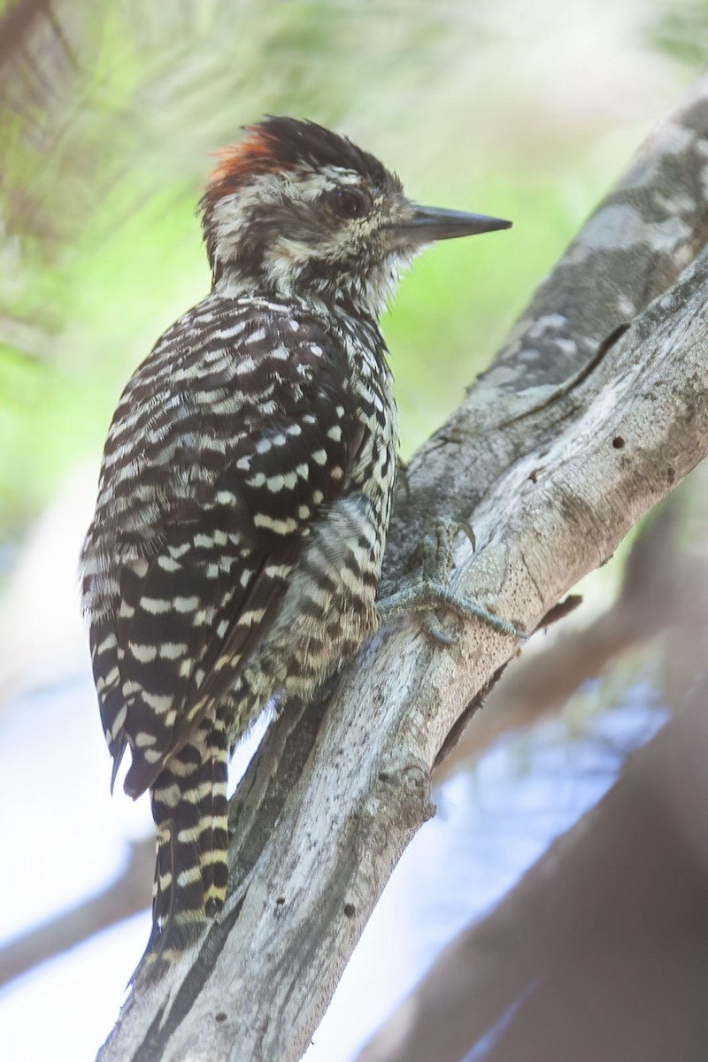 Striped Woodpecker - ML389189441