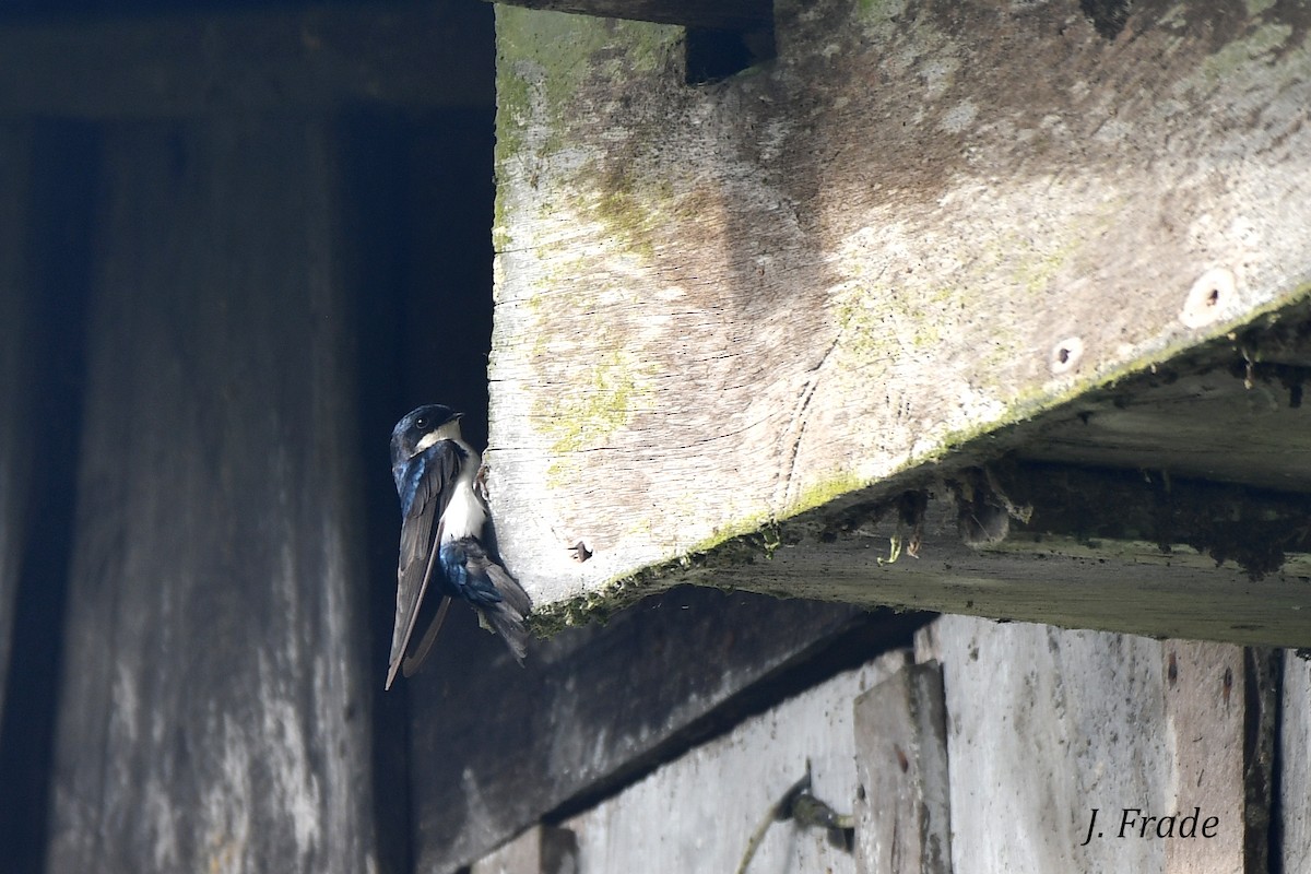 Blue-and-white Swallow - José Frade