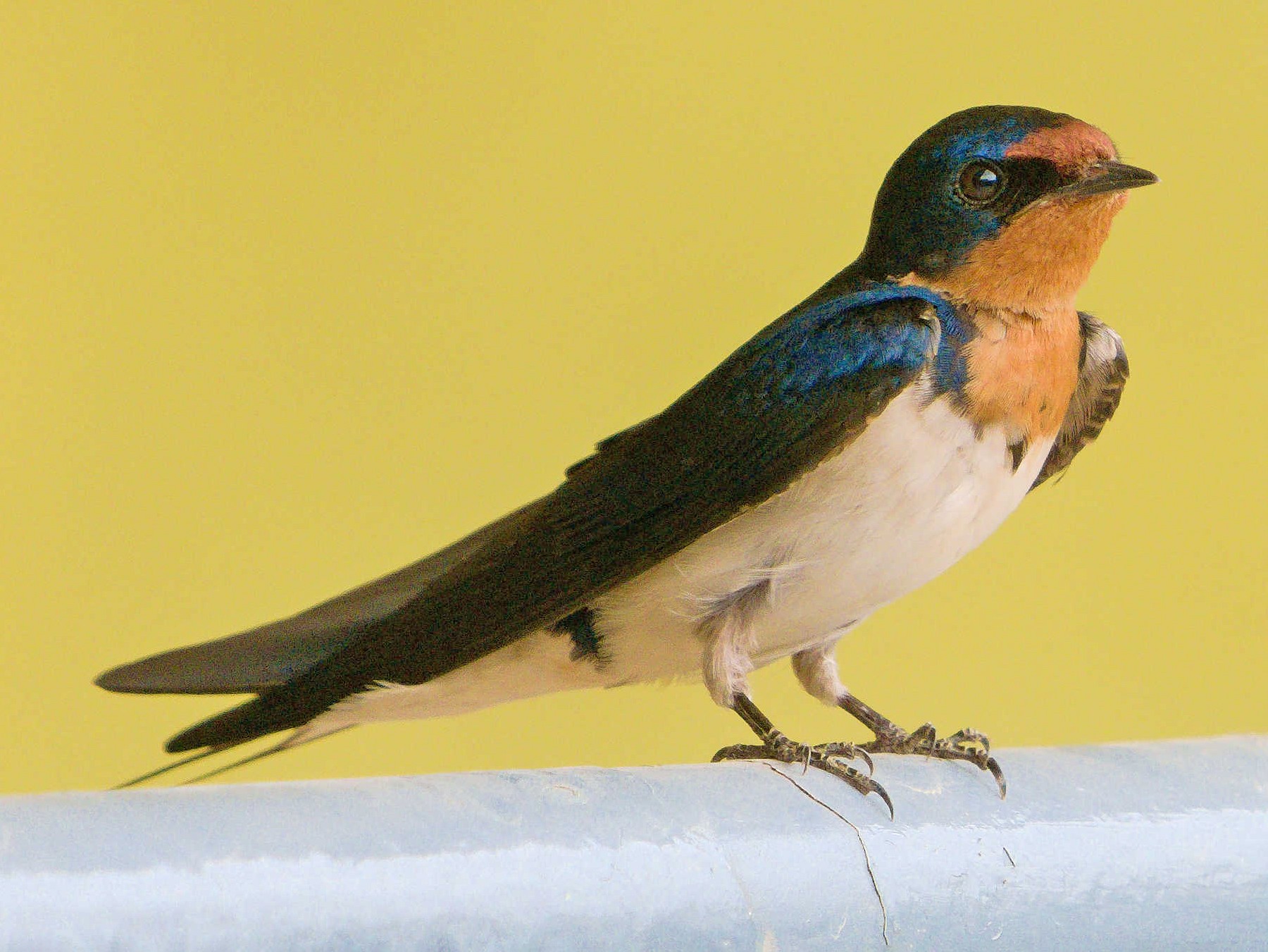 Red-chested Swallow - William Best