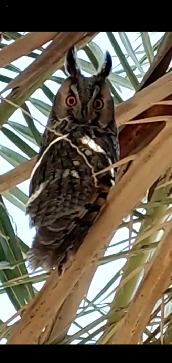 Long-eared Owl - ML389193211