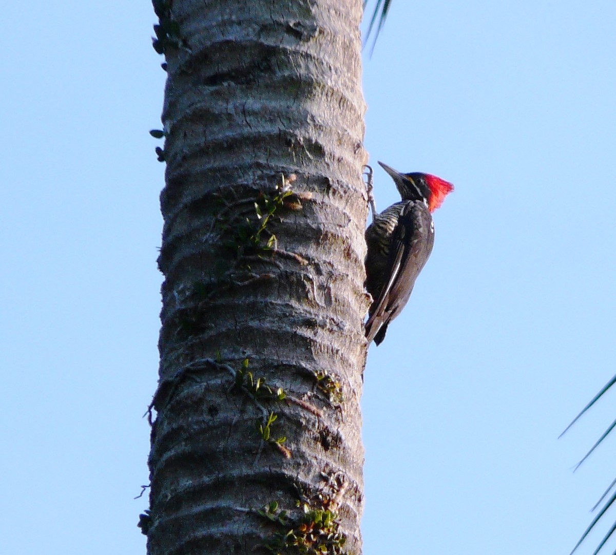 Lineated Woodpecker - Paul Bartlett