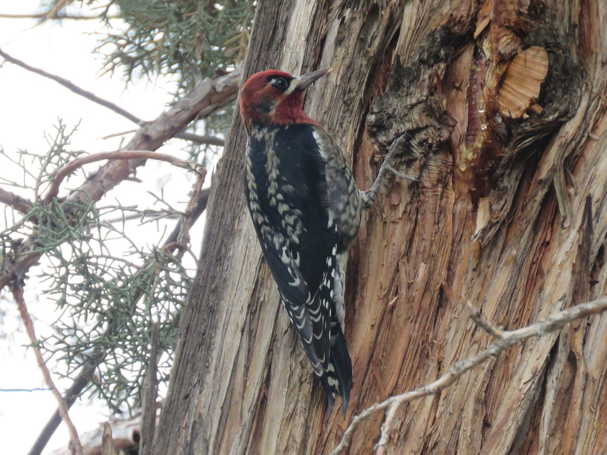 Red-breasted Sapsucker - ML389204501