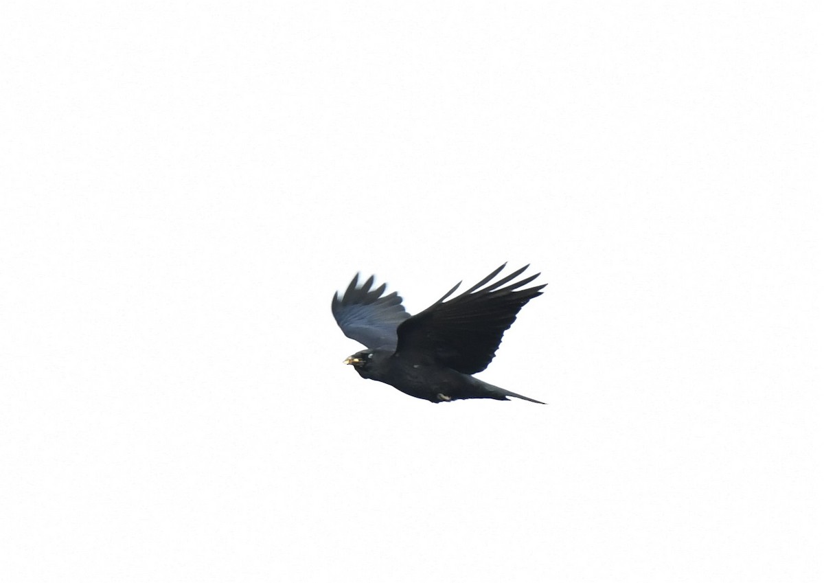 American Crow - ML389204741