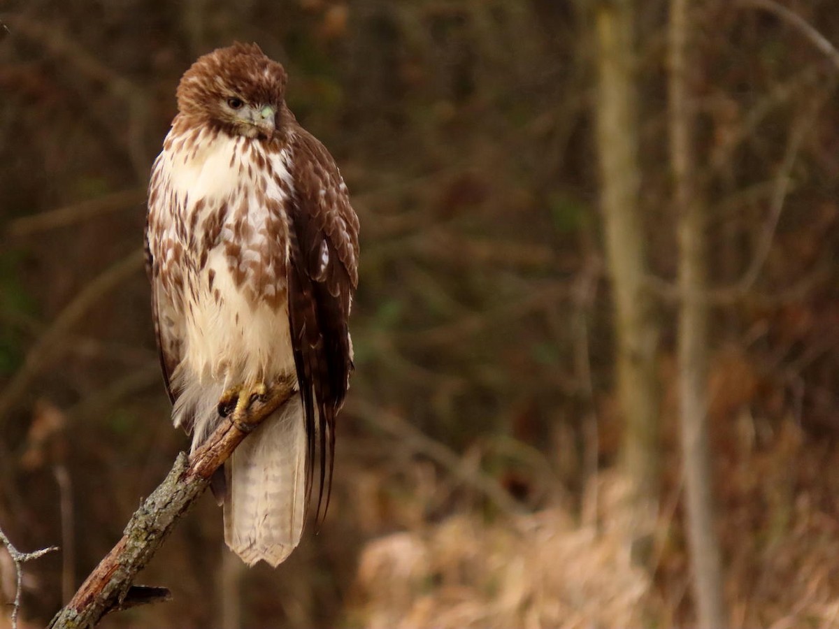 Red-tailed Hawk - ML389207381