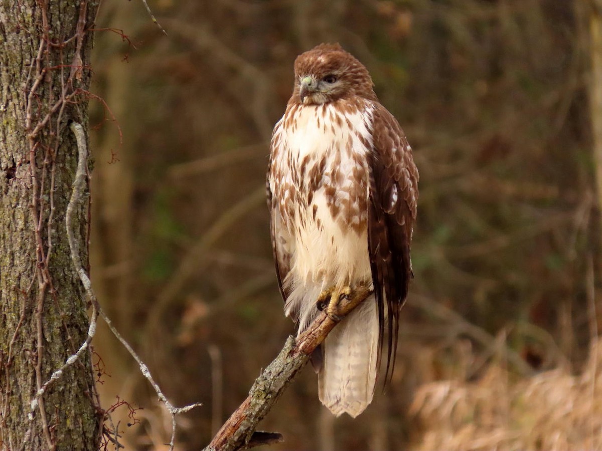 Red-tailed Hawk - ML389207391
