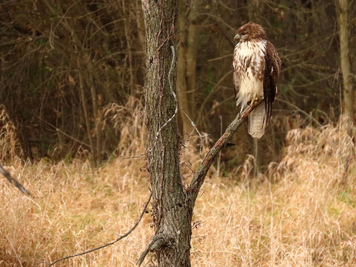 Red-tailed Hawk - ML389207411