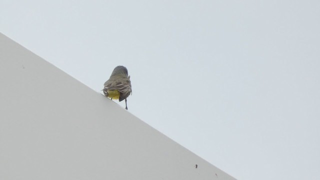 Tropical Kingbird - ML389212151