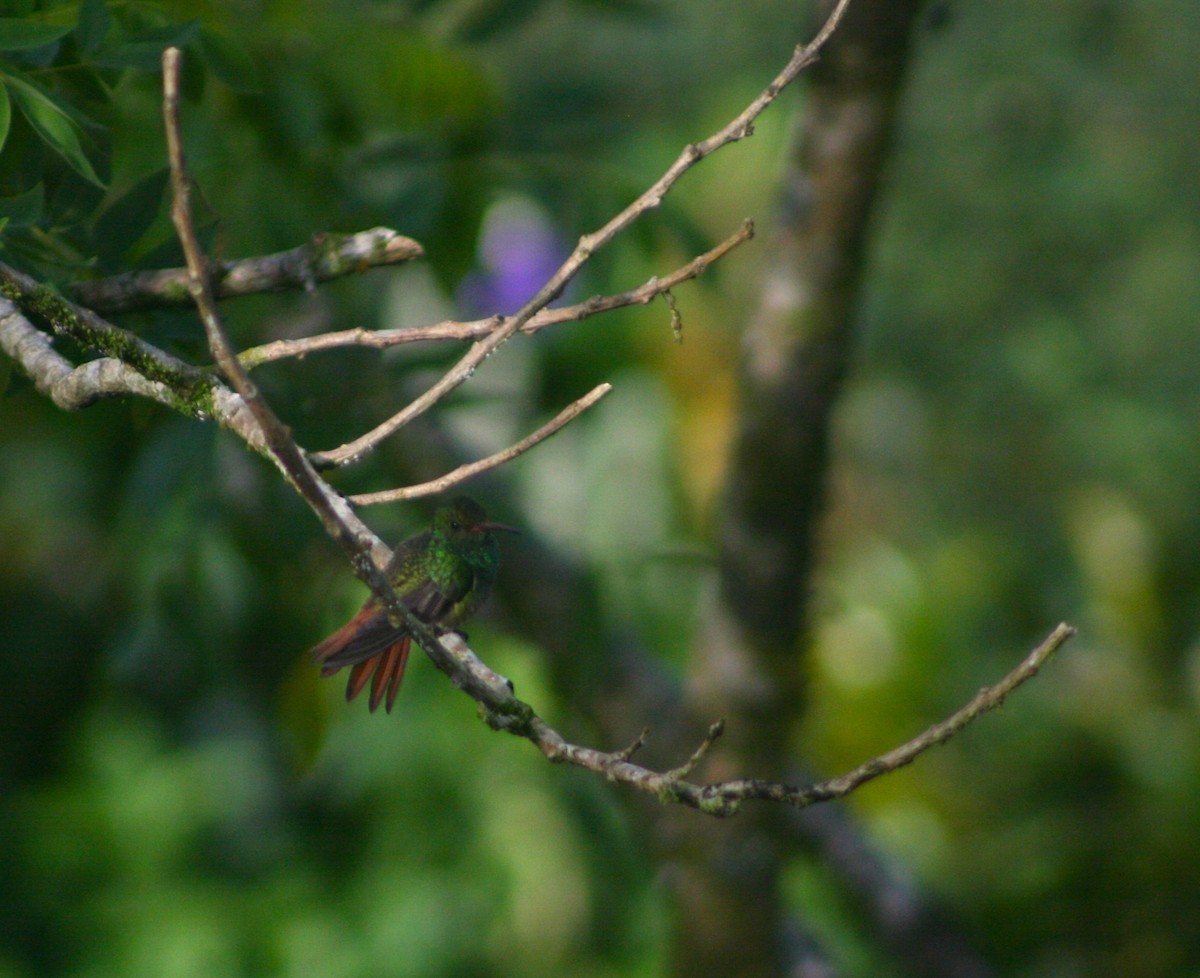Rufous-tailed Hummingbird - ML38921701
