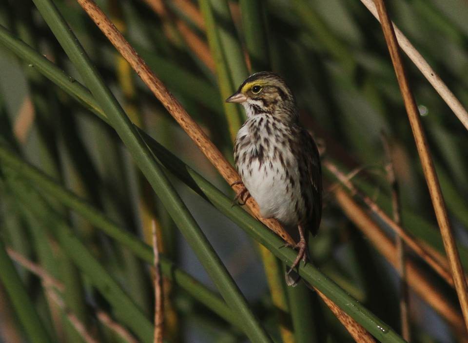 Savannah Sparrow - ML38923141