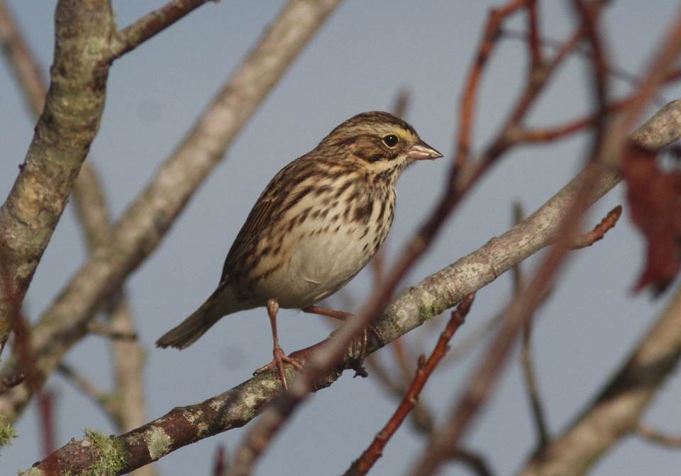 Savannah Sparrow - ML38923151