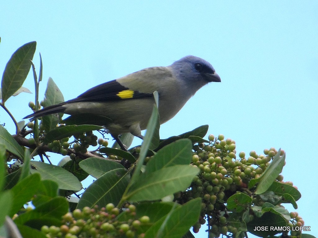 Yellow-winged Tanager - ML38923841