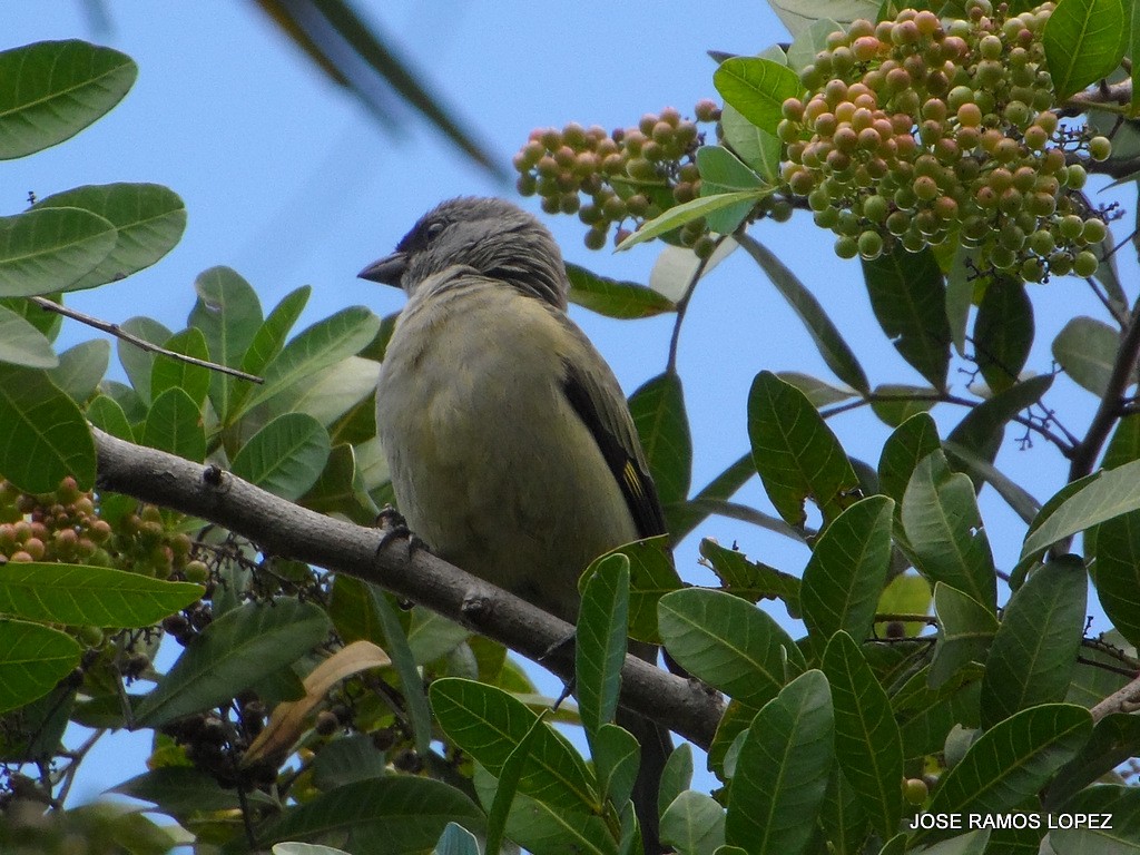 Yellow-winged Tanager - ML38923851