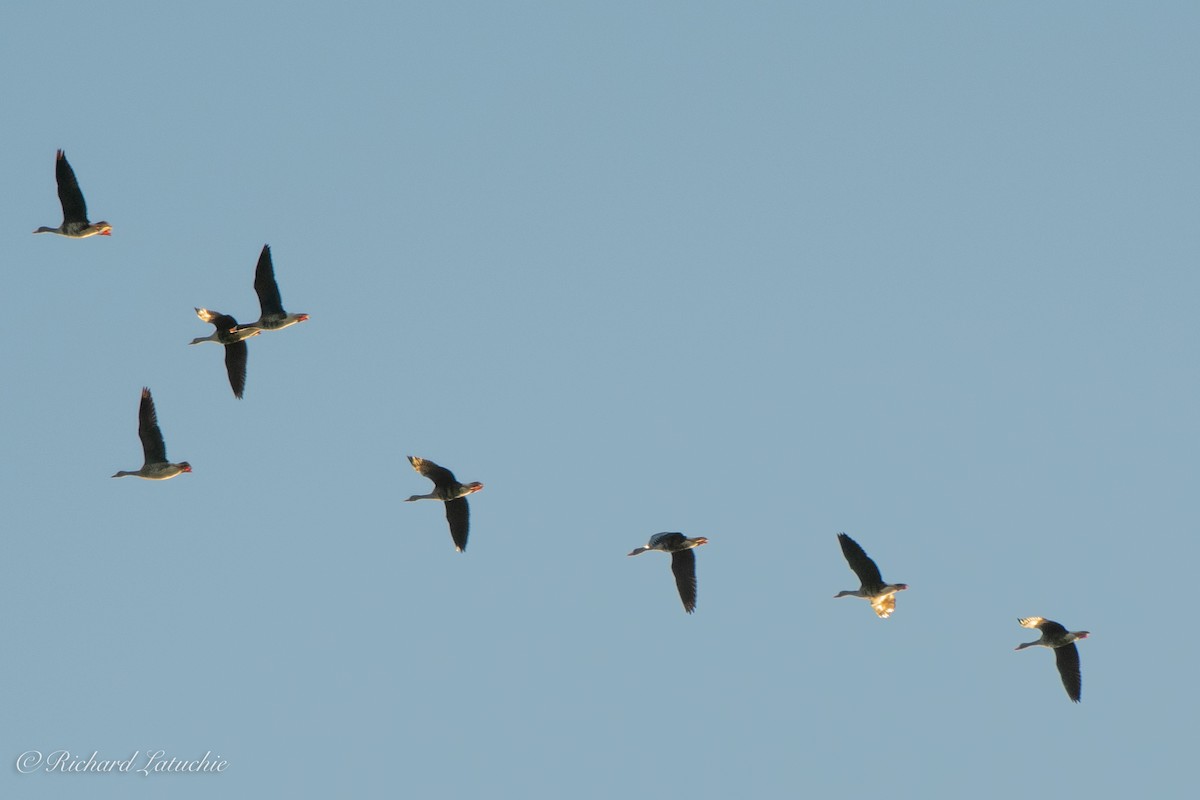 Greater White-fronted Goose - Richard Latuchie