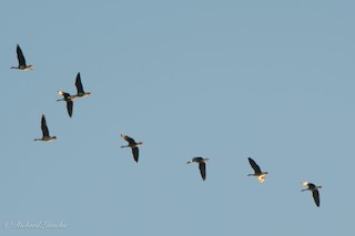 Greater White-fronted Goose, ML389239851