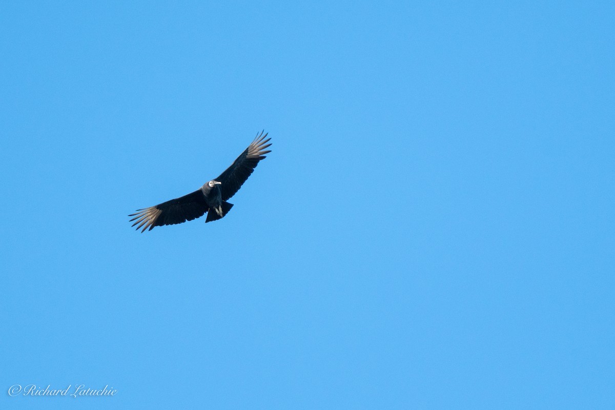 Black Vulture - ML389241421