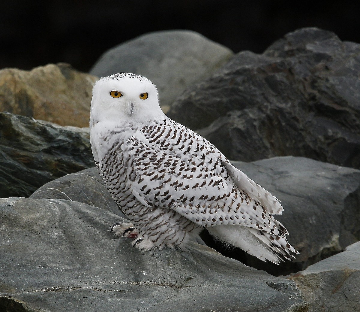 Snowy Owl - ML389243381