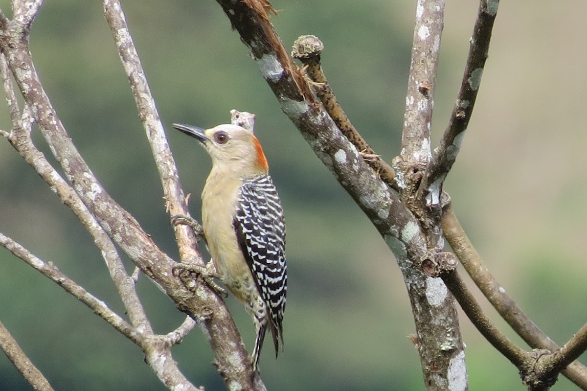 Red-crowned Woodpecker - ML389243461
