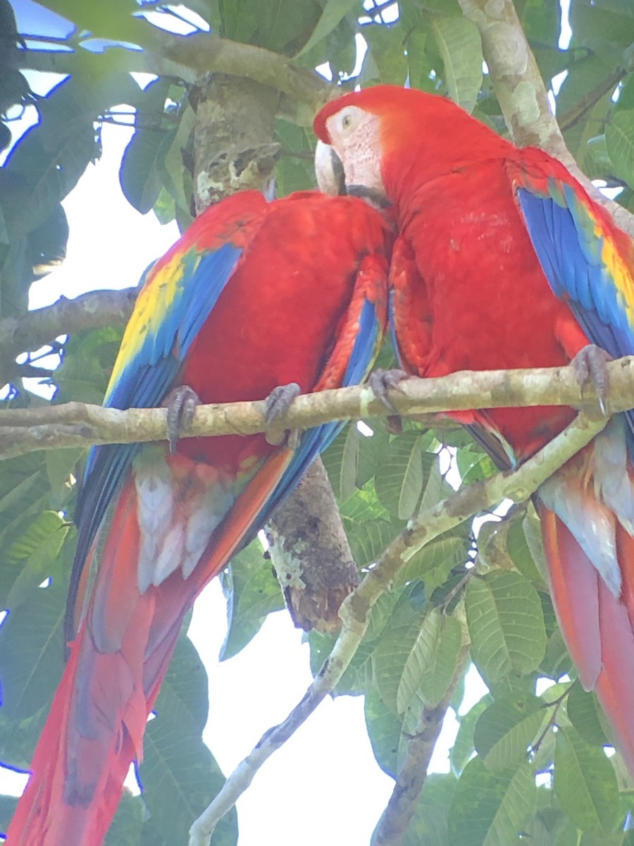 Scarlet Macaw - ML389244471