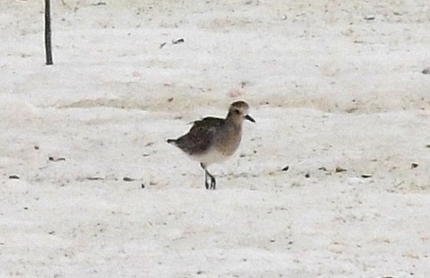 Black-bellied Plover - Cathryn Dippo