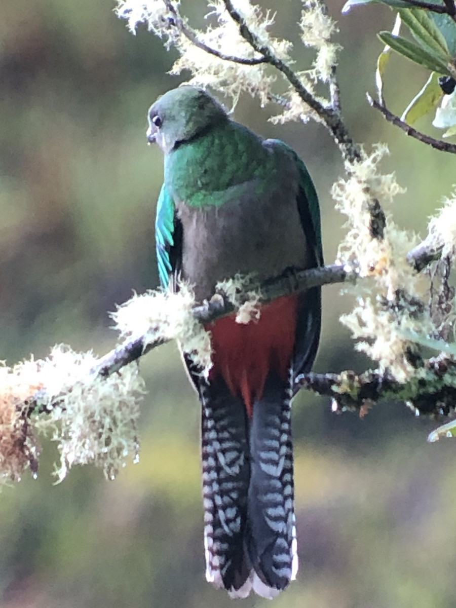 Quetzal (costaricensis) - ML389249501