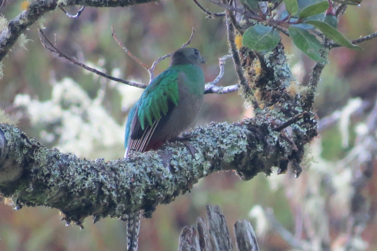 Quetzal resplendissant (costaricensis) - ML389249721
